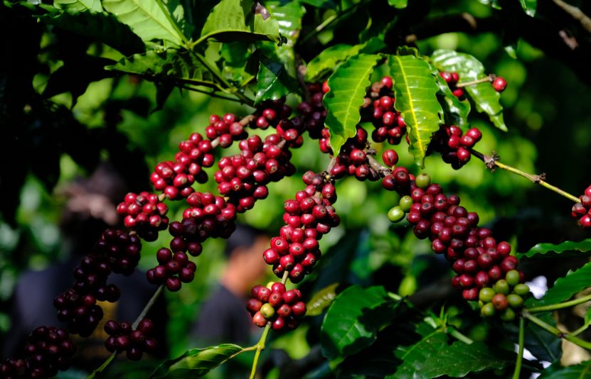 tin tức c&agrave; ph&ecirc;